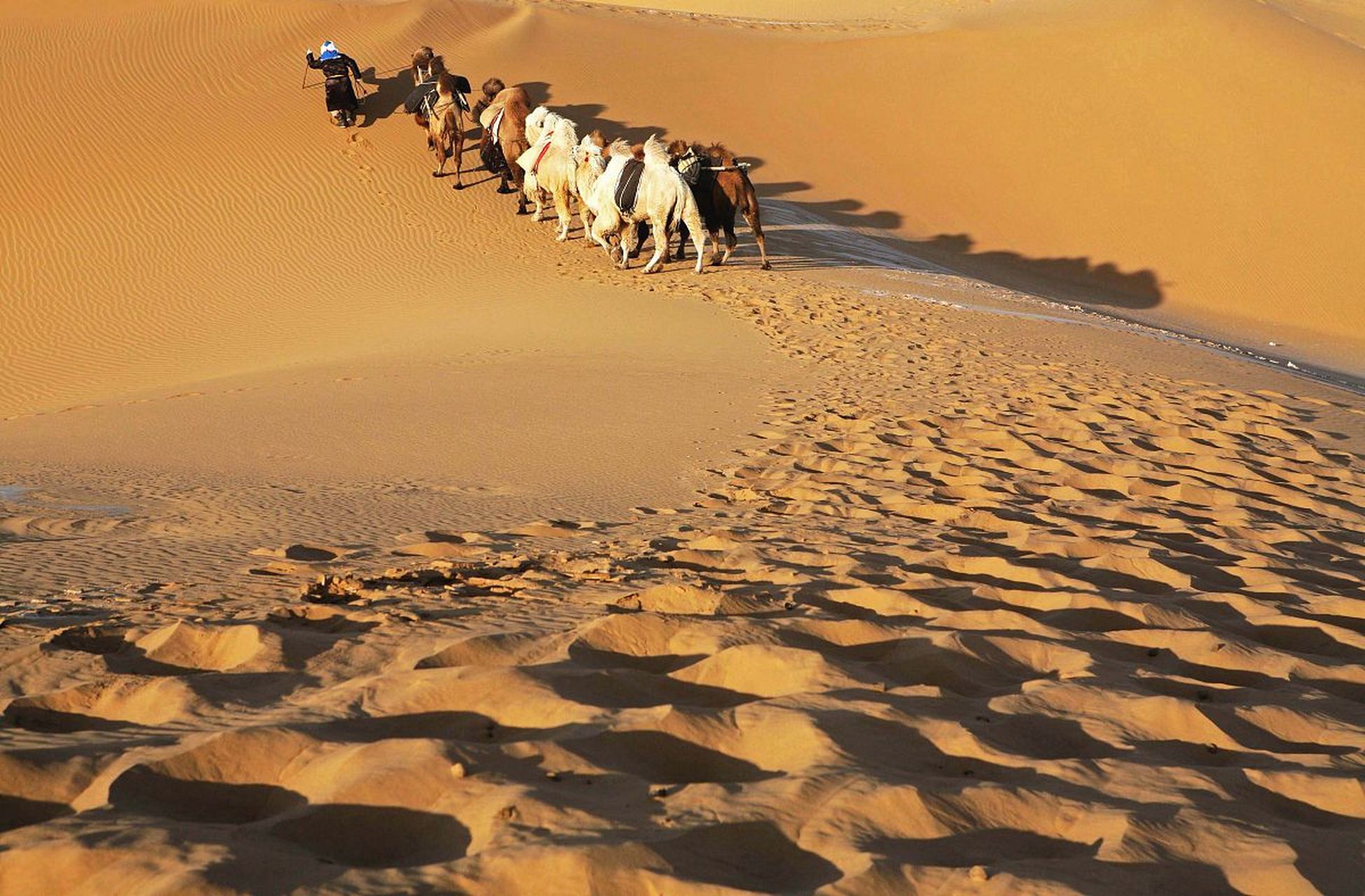骆驼的耐力和适应能力令人惊叹,它们用坚定的步伐诠释着生命的坚韧与
