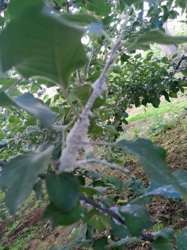 苹果棉蚜的危害特征,发生规律及防治方法