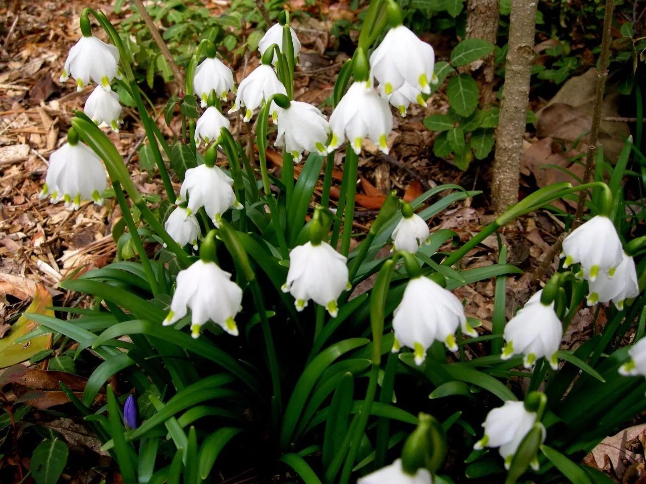 长得像纯白色小风铃的球茎花卉,纯洁优雅的植物