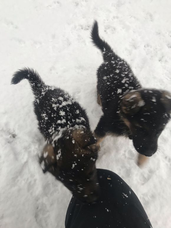 外面下着鹅毛大雪,德牧却被轰了出去,这未免有些太狠心了