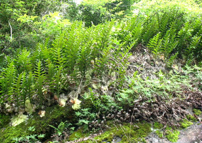 毛姜实际上是一种非常不错的中药材,能帮我们增强身体素质,除了治疗