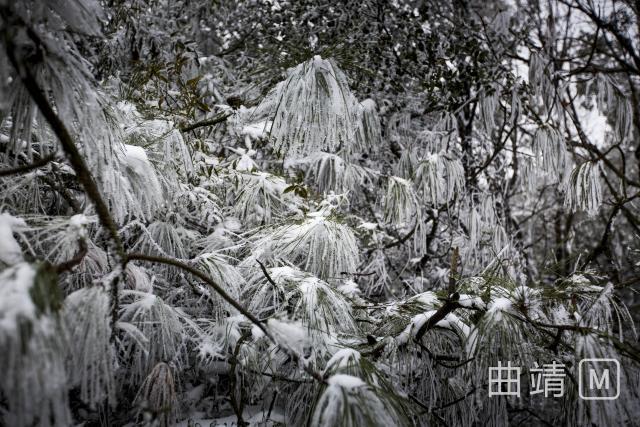 沾益:伏地松傲雪珠江源