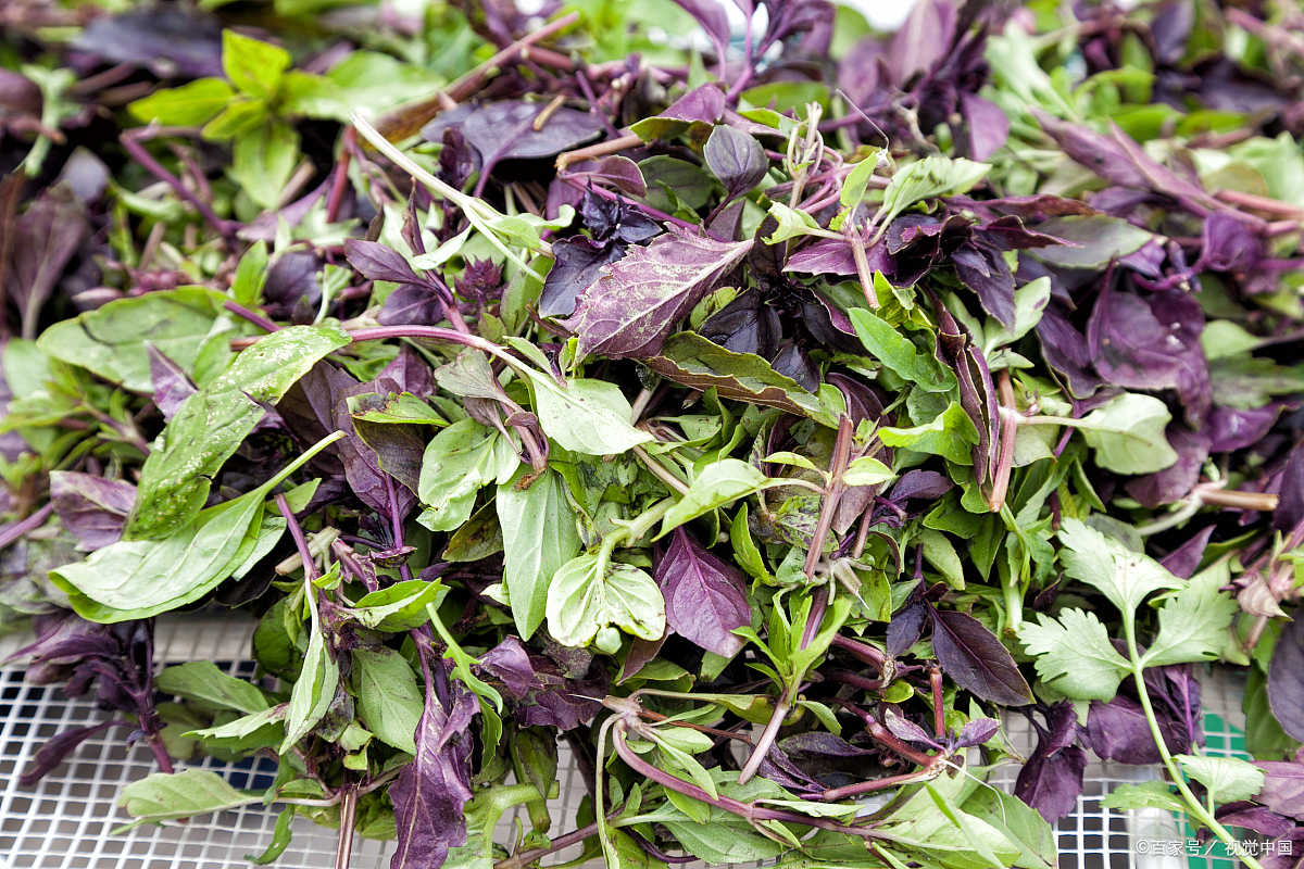 四川人爱吃的“血皮菜”是怎样一种蔬菜？血皮菜到底有没有毒？