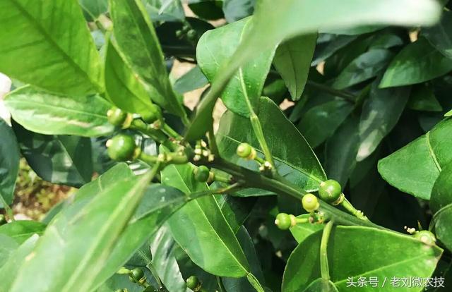 柑橘幼果膨大慢,分大小果慢,怎么办?进来看看吧!