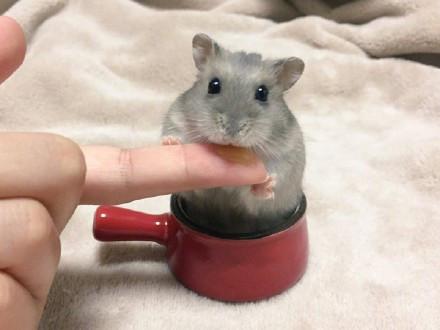 会撒娇的小仓鼠,每天都能给你带来好心情