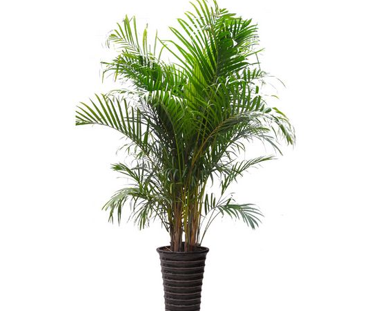 凤凰竹,非常适合盆栽种植的植物,这样养护的方法非常简单