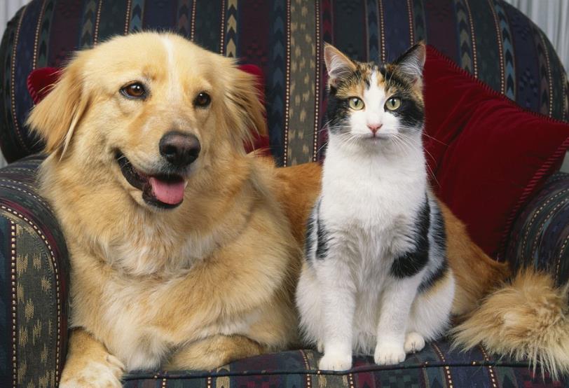 为什么猫和狗看到主人时态度相差那么大?你家猫或狗是怎么对你呢