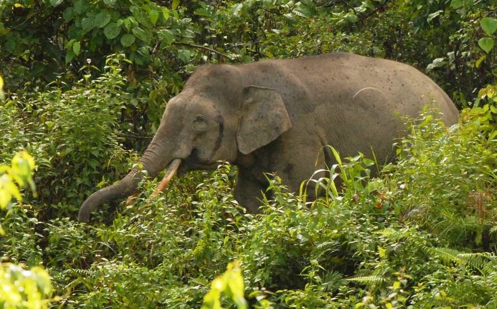 苏门答腊象知识科普,这些你可能不知道!