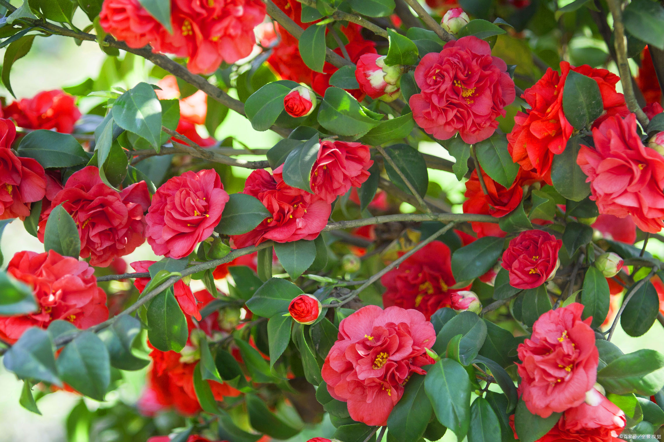 1986年,重庆选山茶花为市花.