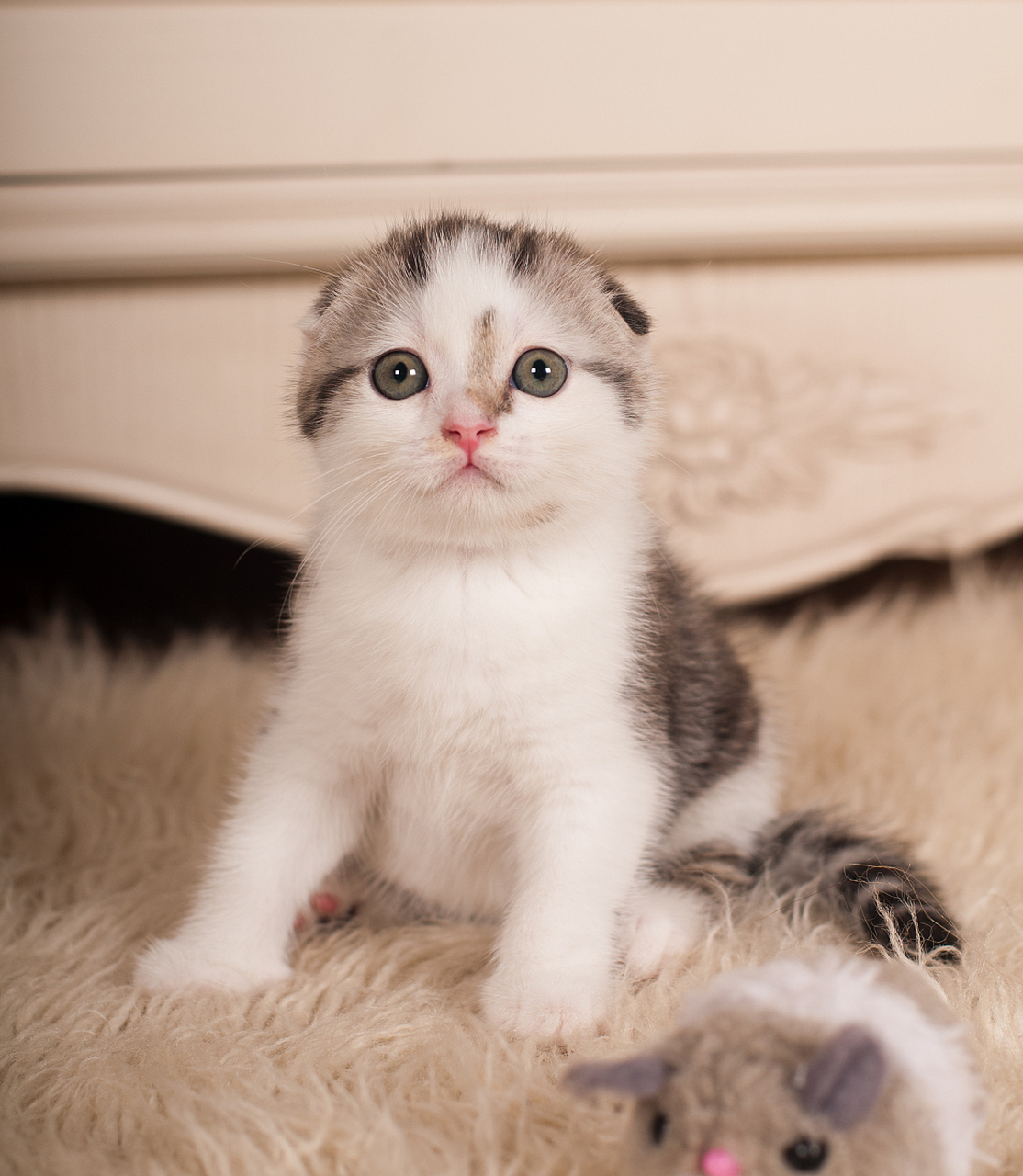 摘要:  折耳猫是一种性格温顺,友善,情感丰富的猫咪品种,与人类和其他