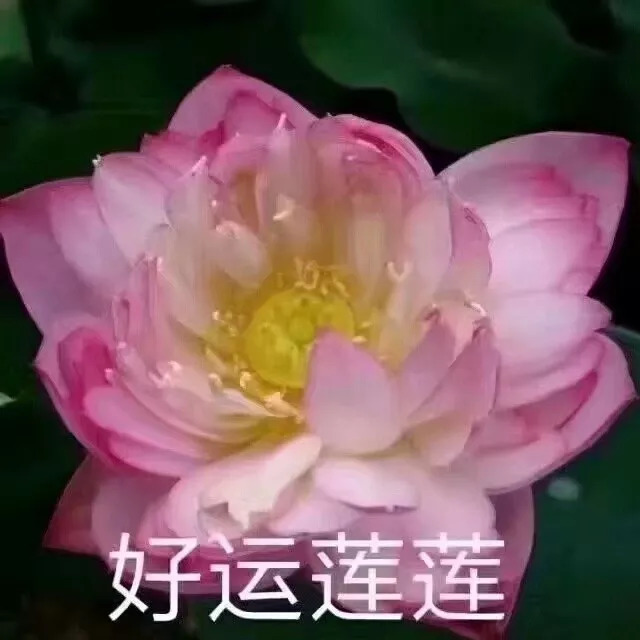 全网最火头像花草图片