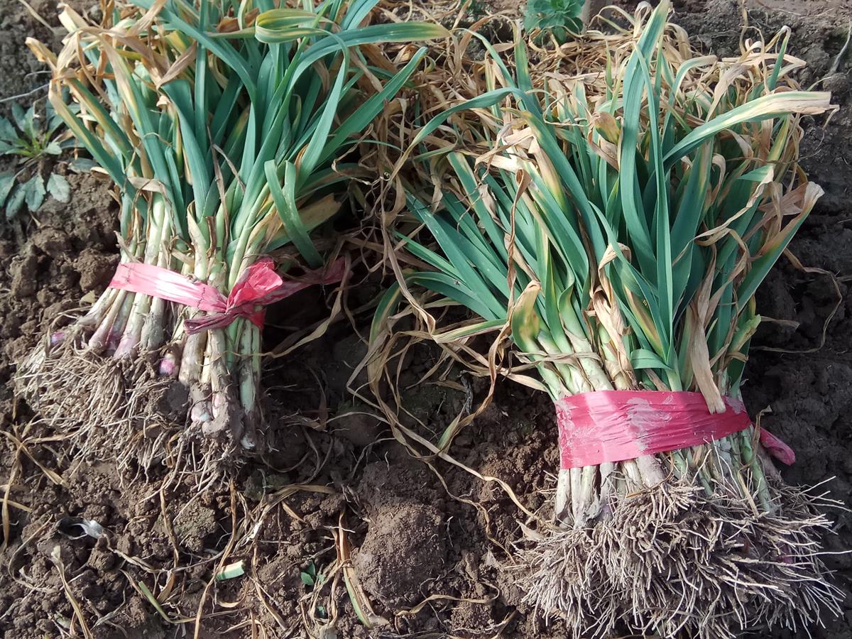 三九寒天,种植户低价出售大棚里的蒜苗,一斤少卖5角