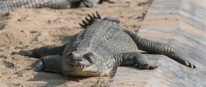 物种日志|看了《巨鳄风暴》觉得鳄鱼不给力?你可能误会了美国短吻鳄