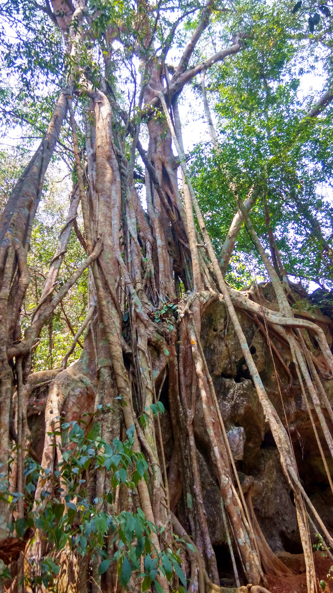 热带植物园名花异木荟萃,有一种树木竟会恩将仇报