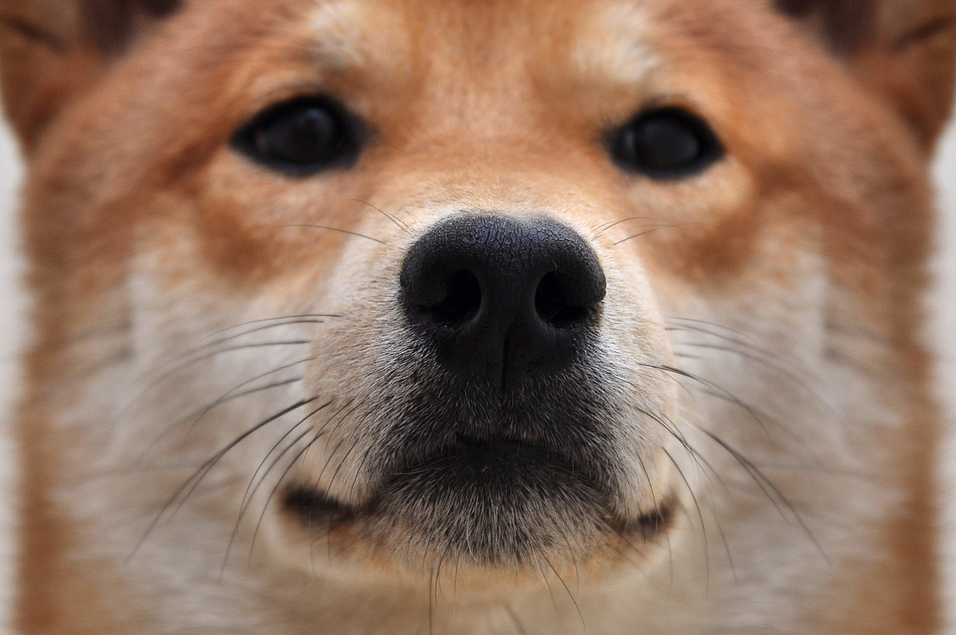著名表情包doge原型柴犬kabosu离世,享年18岁 