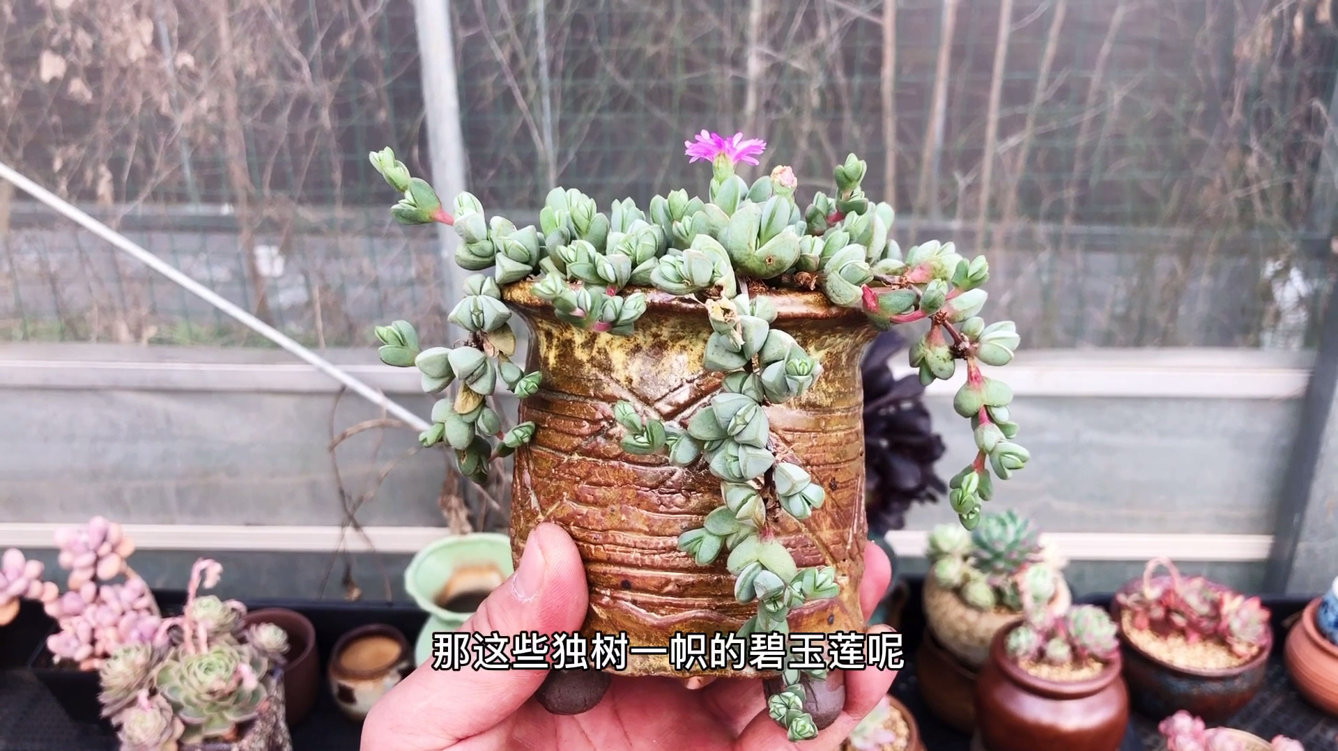 小家碧玉多肉植物碧玉莲,如何让它爆头群生变吊兰,下狠手剪刀手