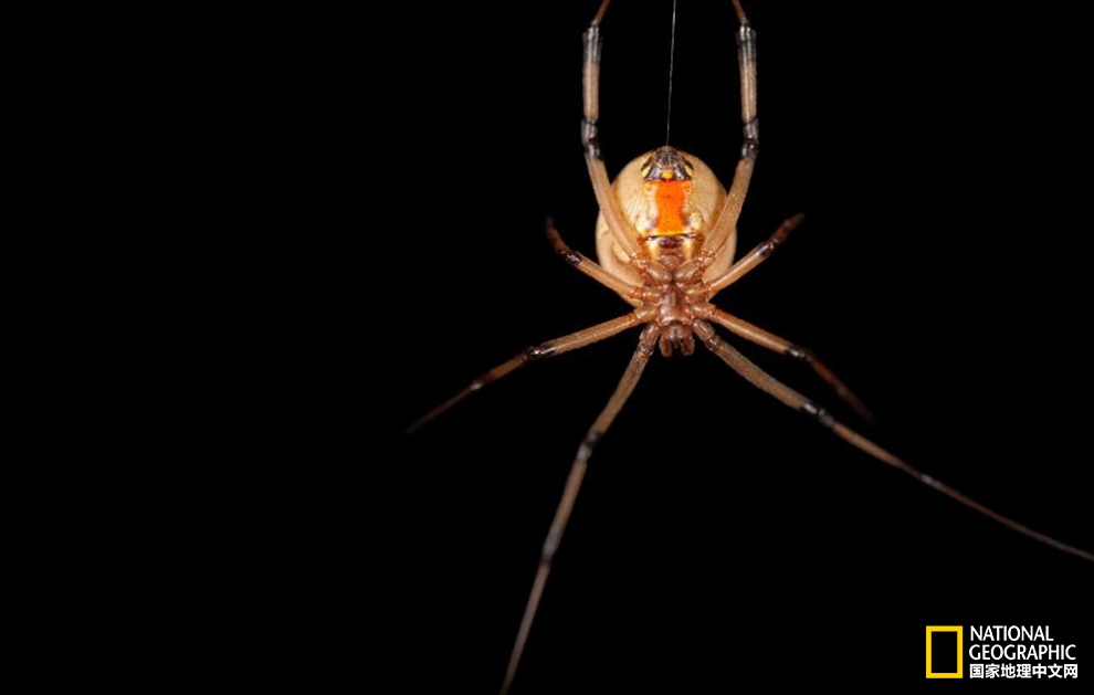 年长的寡妇蜘蛛更易吸引小鲜肉?背后有何高招?