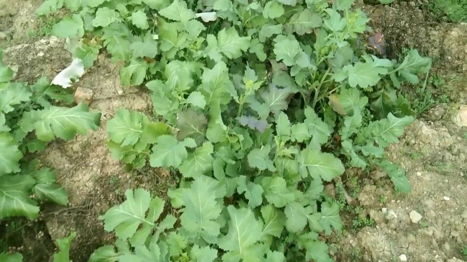 遍地的野辣菜,大姐却不知道怎么吃,真是可惜了