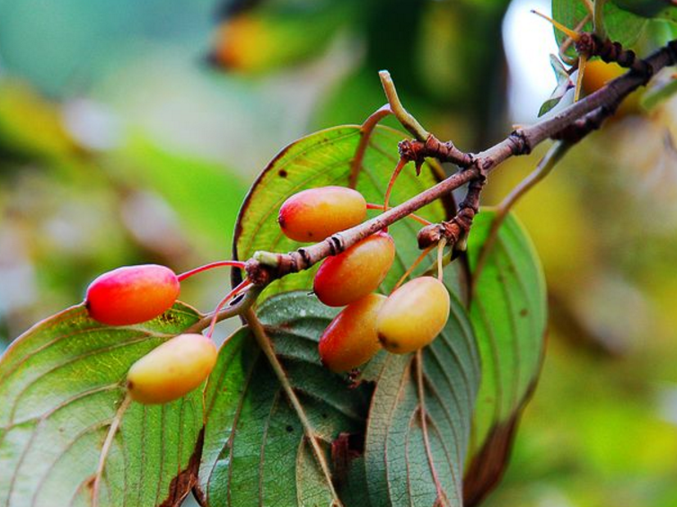 山茱萸
