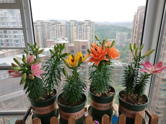 百合花的最佳种植时间到了,挑个好球埋土里,2个月就开花!