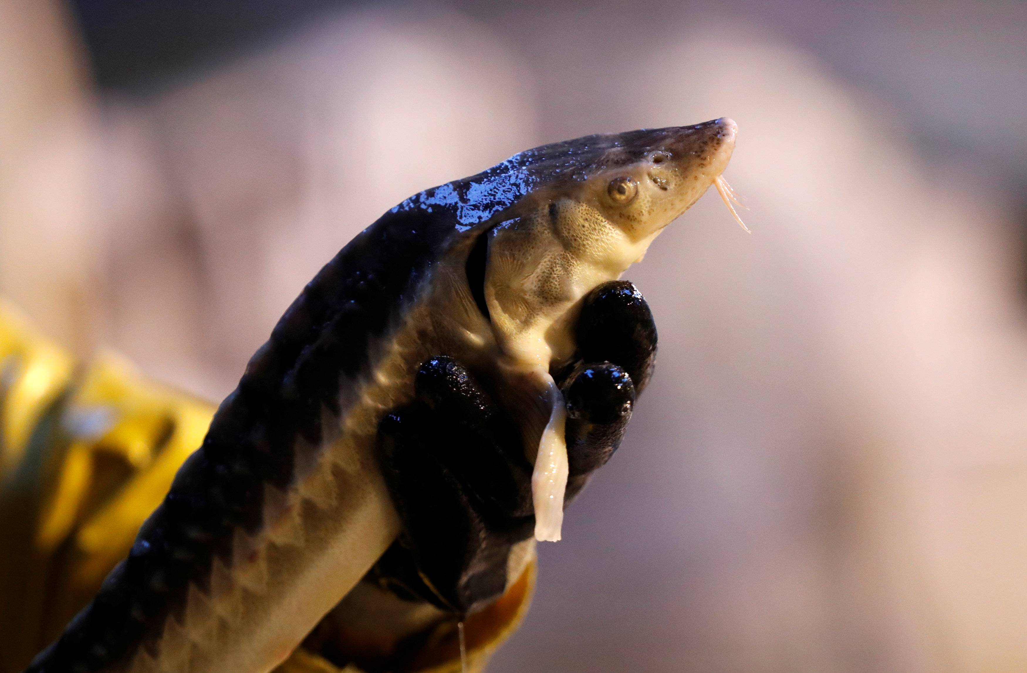 比利时鲟鱼养殖场