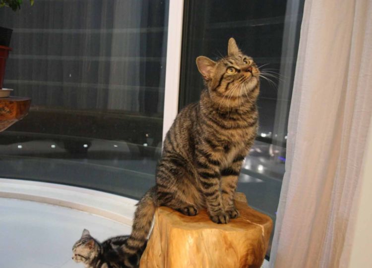 在国外很受欢迎的狸花猫,为什么在国内不受待见?因为