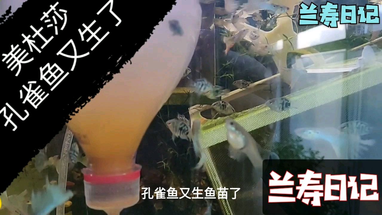 美杜莎孔雀鱼又生小鱼苗啦