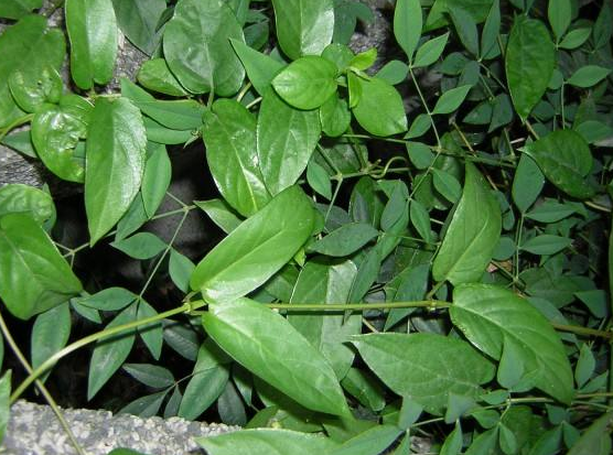 农村一种怪草,农民称它为"鸡屎草",现在却卖出了高价!