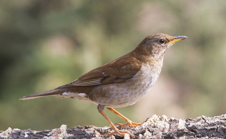 棕头鸦雀: 凤头鸊鷉: 白骨顶鸡: 大杓鹬: 长嘴鹬: 棕头鸥: 麻雀
