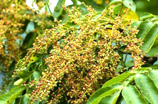 小时候常吃的这种"盐酸子",你还记得吗?它可是止血散瘀的好药