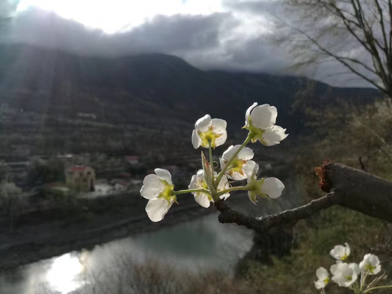 最美梨花诗词:惆怅东栏一株雪,人生看得几清明