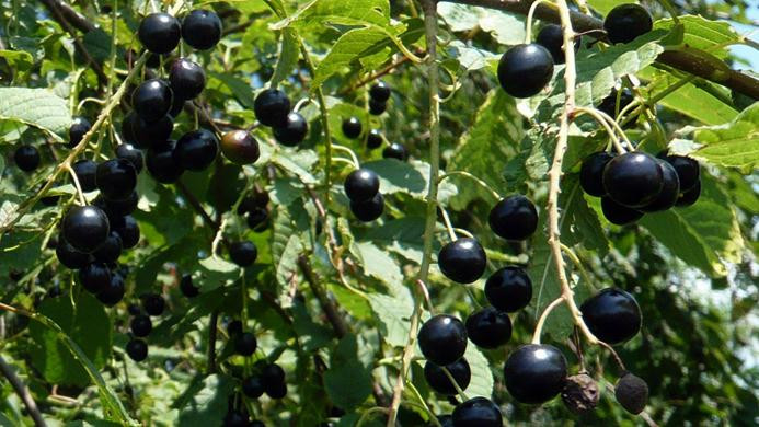 农村的臭李子能吃么,有什么功效和作用?