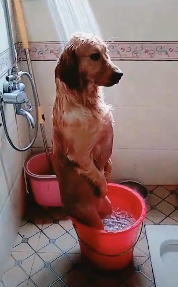 主人给金毛洗澡,洗到一半人没了,金毛的表情复杂,网友直接笑翻