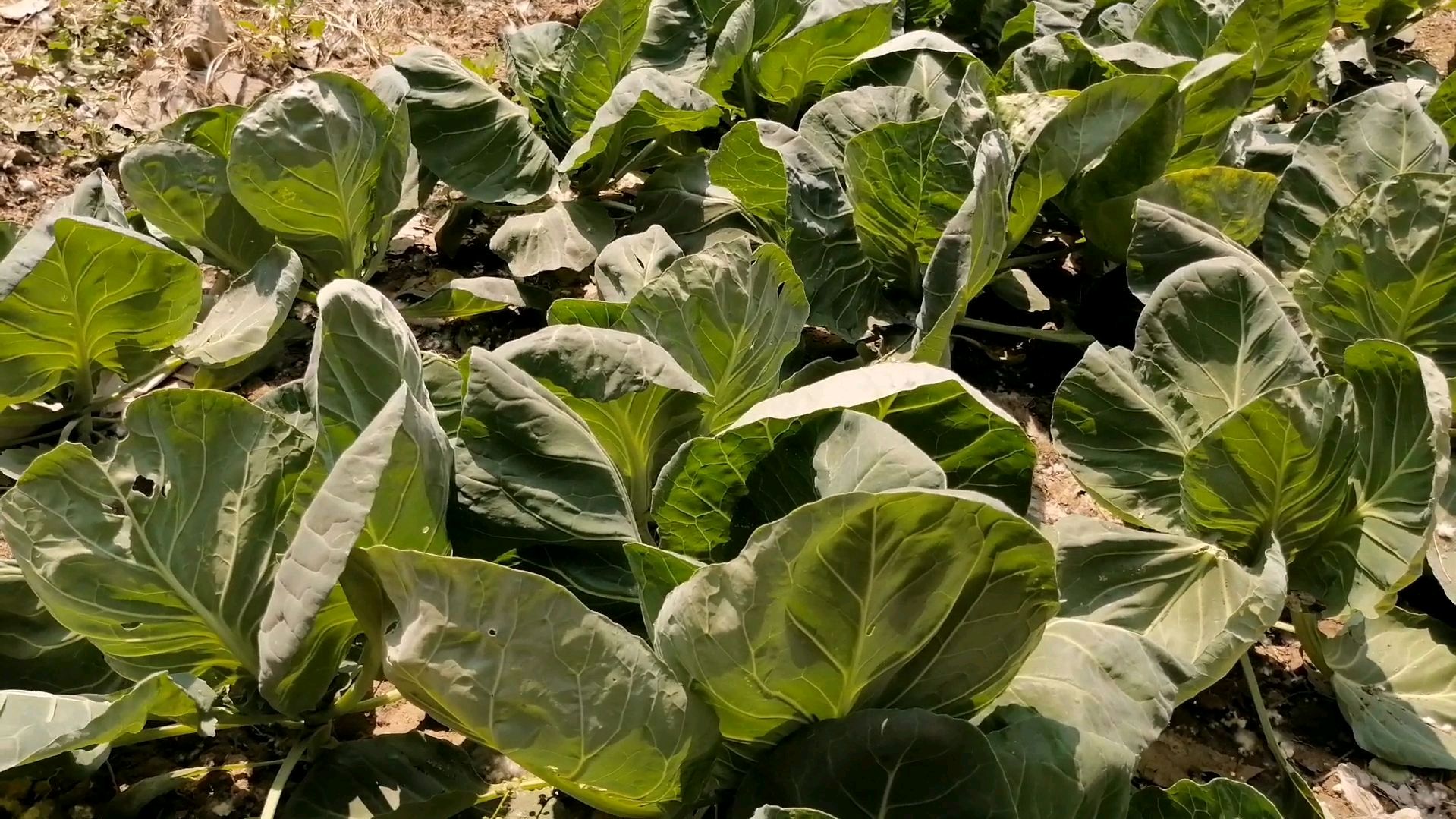 一块不起眼的农家菜园,却能种出这么多种绿色蔬菜