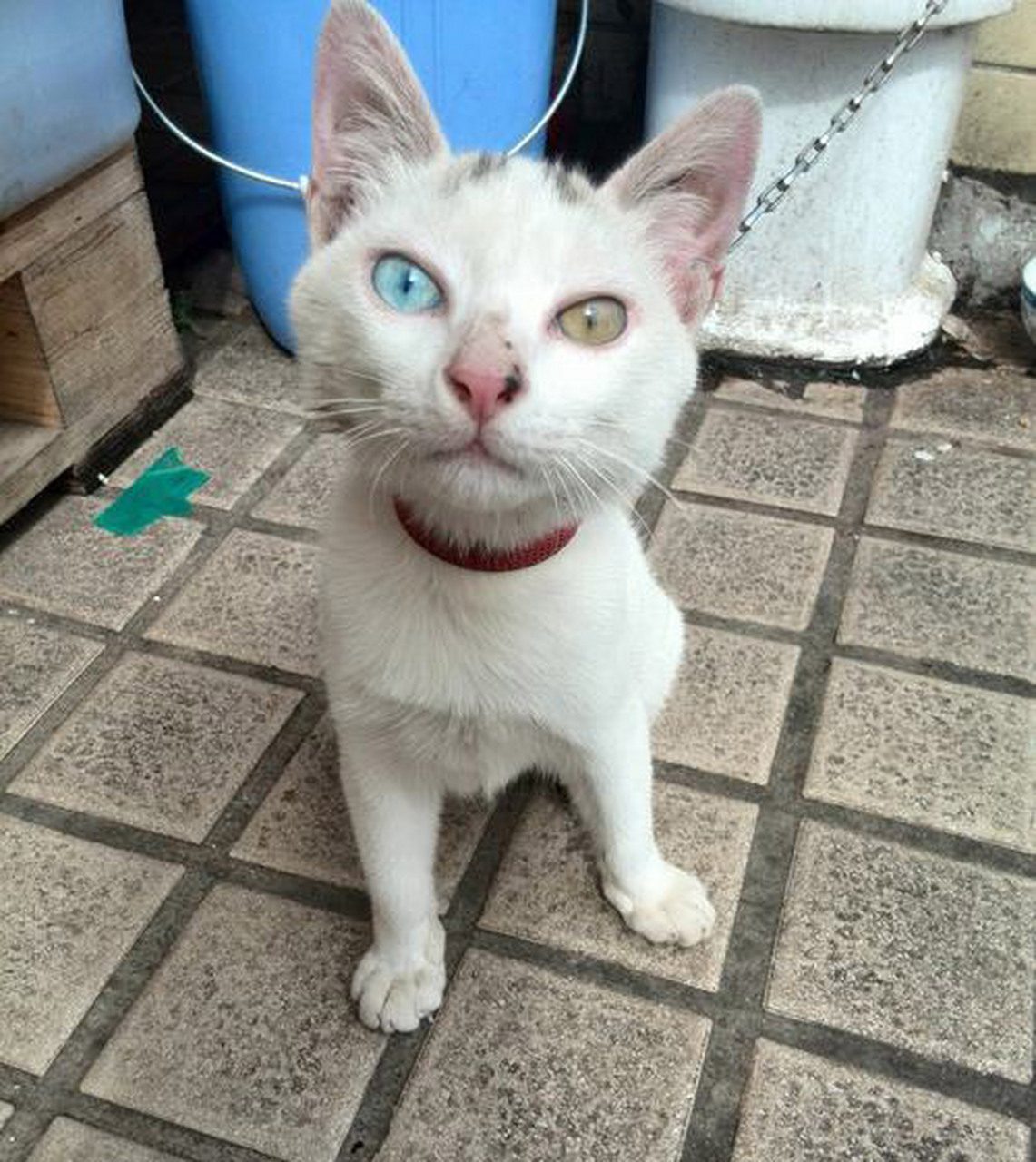 蓝眼睛,黄眼睛.#万物皆可云# #动态贡献者奖励计划