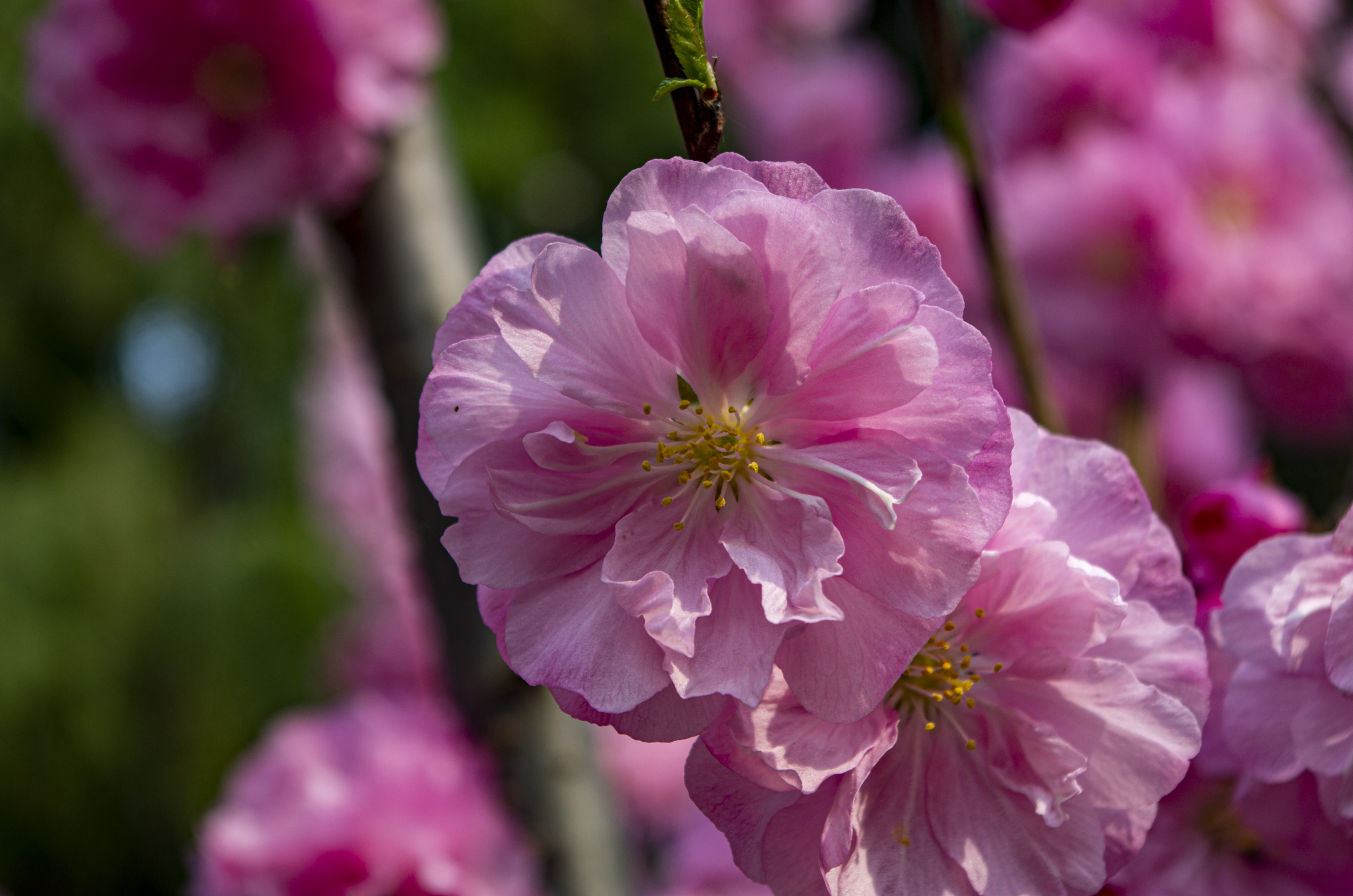 春光明媚,花团锦簇重瓣榆叶梅,让人赏心悦目