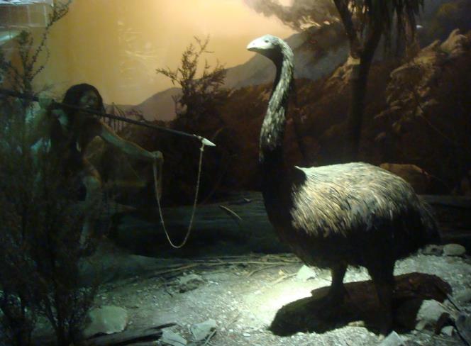 恐鸟,恐鸟是一种跟鸵鸟相似的不会飞的大鸟,体型甚至比鸵鸟要大出不少