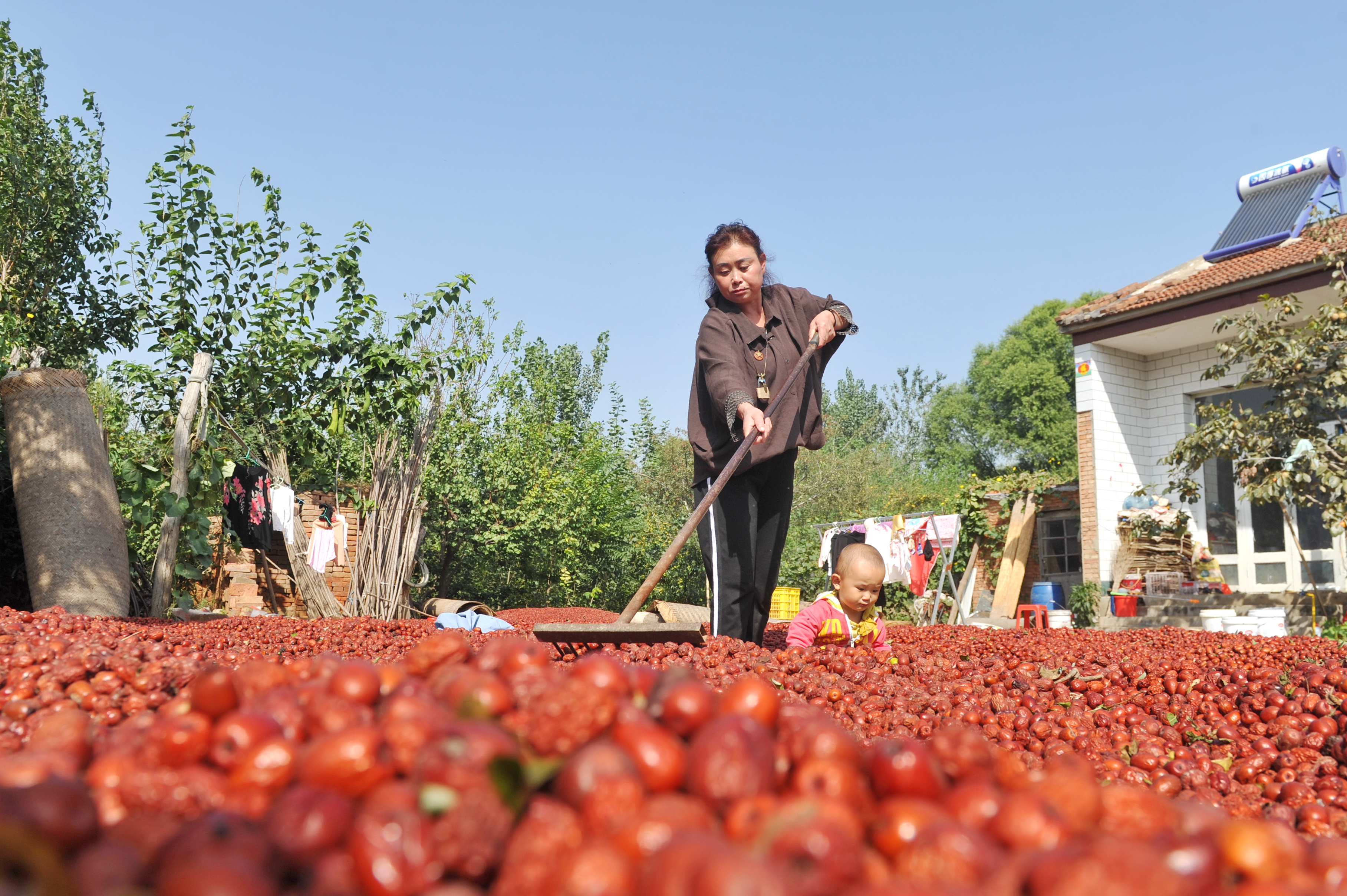 河北泊头:枣熟喜丰收(3)