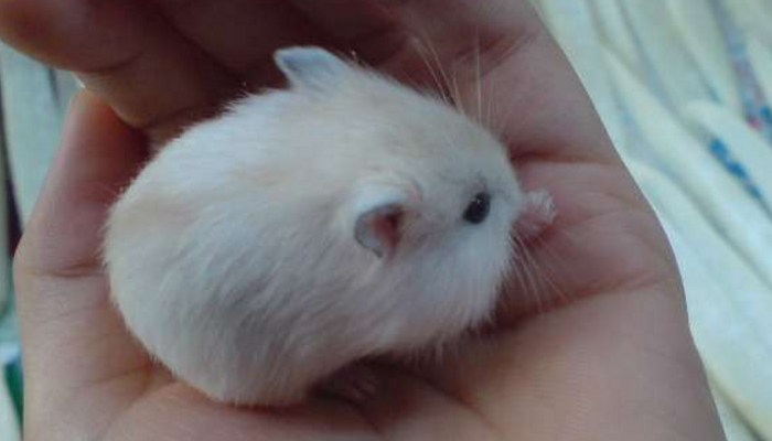 布丁仓鼠本身的俱来的4大优势,很多人第一个都不知道,你知道吗