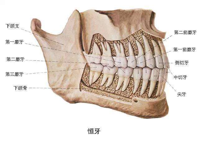 人体牙齿骨骼结构图图片