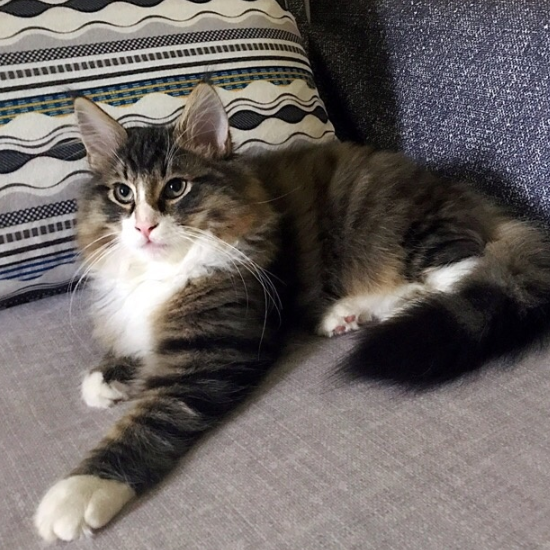 天然猫类,半长毛猫,友好而易于相处,让人忍不住想抱住它