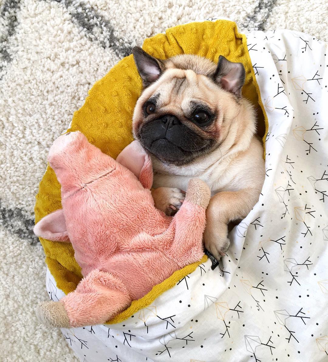 宠物萌宠秀:囧囧有神的巴哥犬是如此迷人?