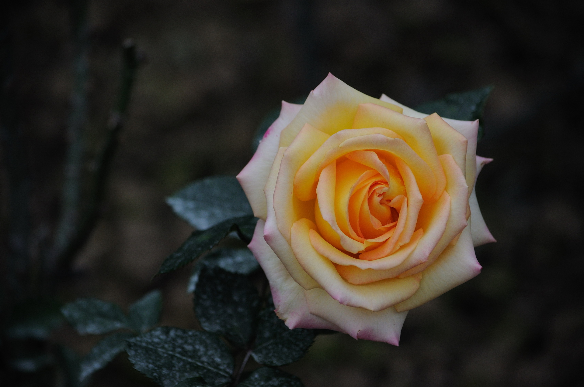 趣味测试:从这四朵花就能看出你的性格,花朵表明你是否心思深沉
