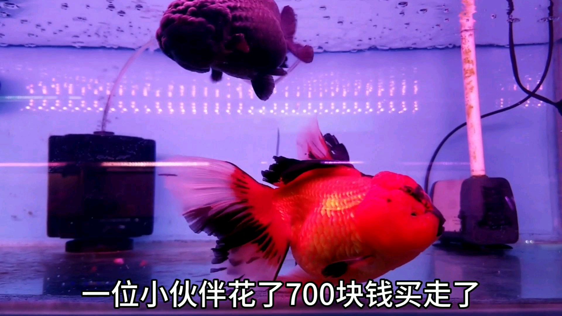 小伙儿两条小金鱼卖了700元,卖过以后心里空落落的