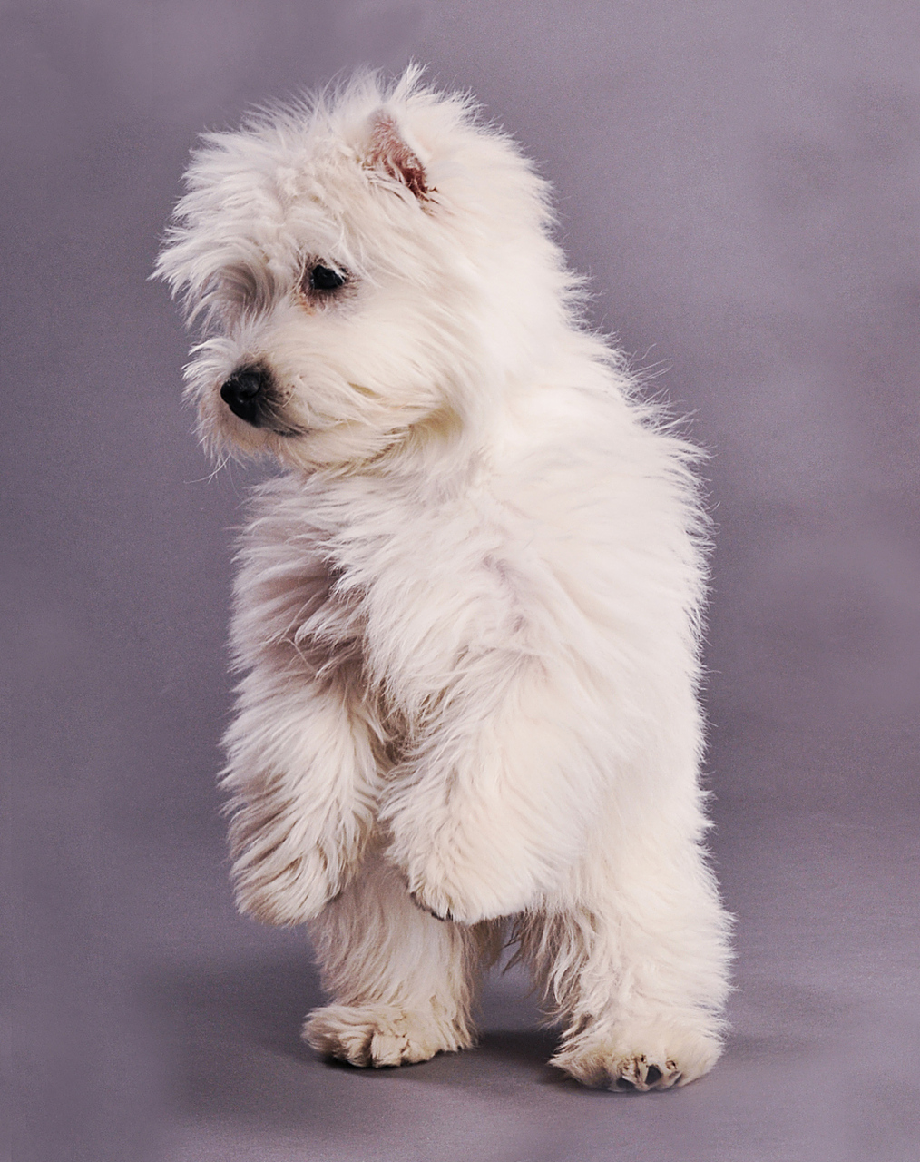 西高地白梗是一种非常受欢迎的宠物狗,它们的颜值极高,雪白的毛发和