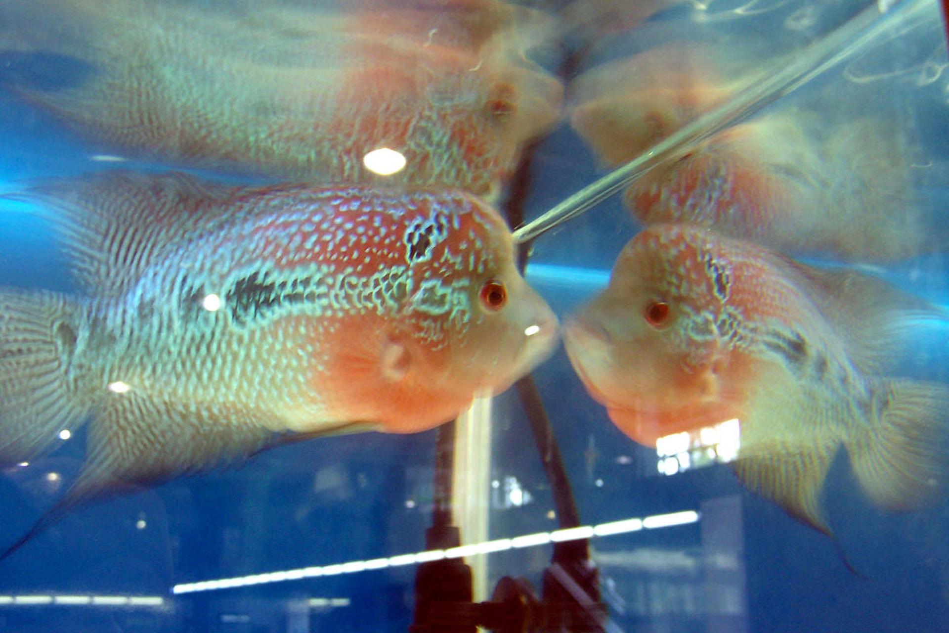 其性情温和,可与其他鱼类混养.