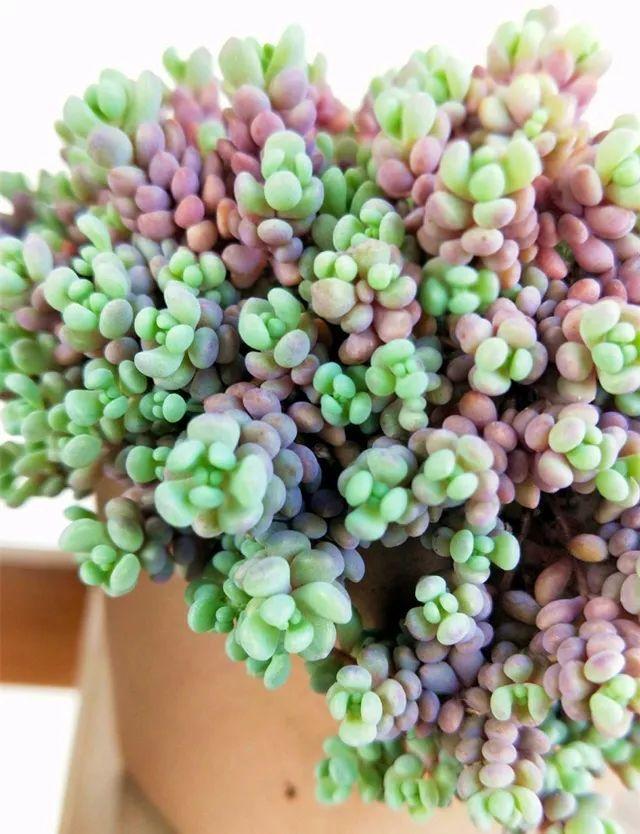 多肉十大"美人",太阳一晒脸就红,肉嘟嘟的像颗球!