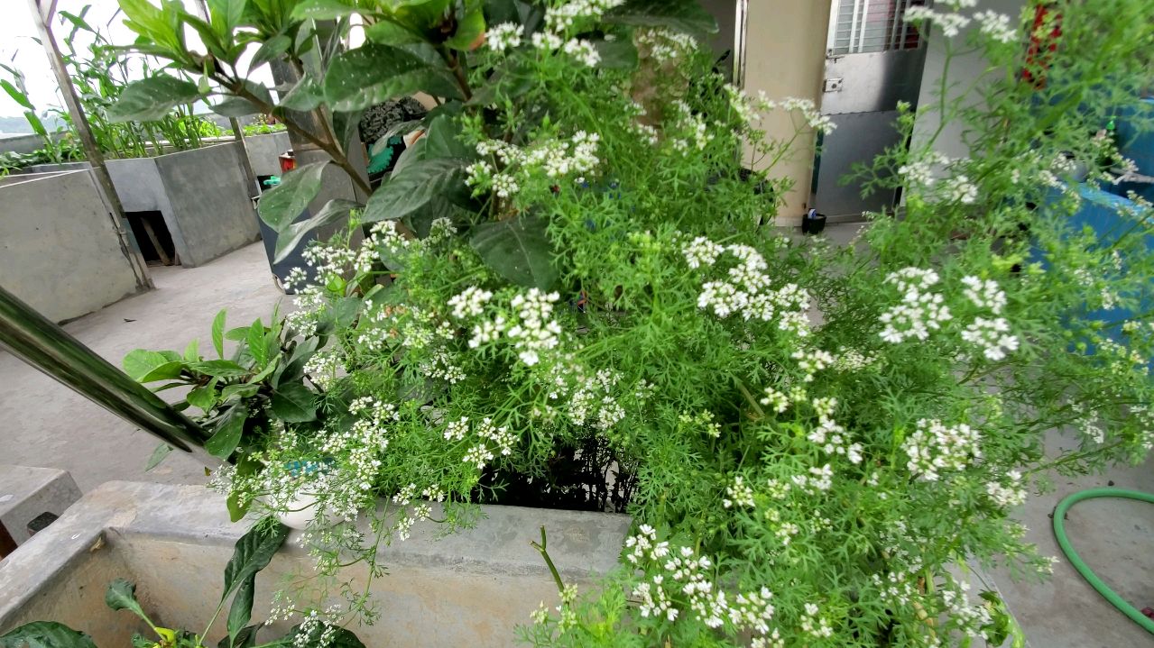 花开满天星一样,其实是香菜