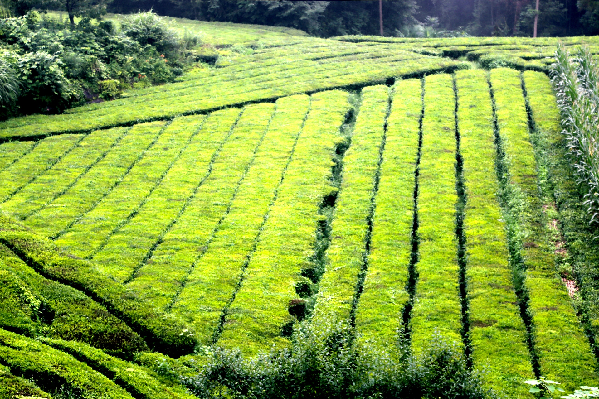 高山云雾出好茶,高海拔区的五峰宜红茶,泡浓的不仅仅是历史文化