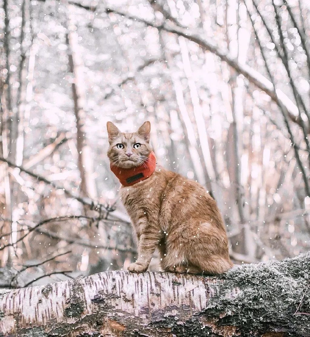 猫中硬汉ashby,坚毅沧桑,每天戴着精致的小围脖出门巡视